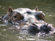 2 Men Missing & 7 More Stranded After Encounter with Hippo Herd