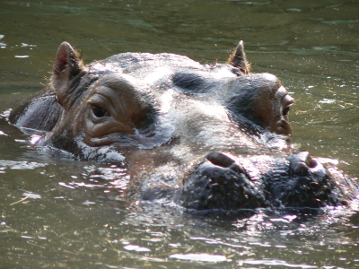2 Men Missing & 7 More Stranded After Encounter with Hippo Herd