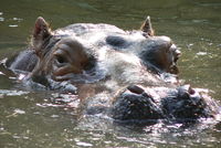 2 Men Missing & 7 More Stranded After Encounter with Hippo Herd 2 Men Missing & 7 More Stranded After Encounter with Hippo Herd