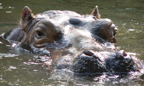 2 Men Missing & 7 More Stranded After Encounter with Hippo Herd