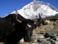 The two best lifetime experience treks in Nepal