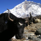 The two best lifetime experience treks in Nepal