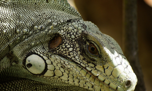 Meteorologové varují: na Floridě dnes večer padají leguáni Meteorologové varují: na Floridě dnes večer padají leguáni