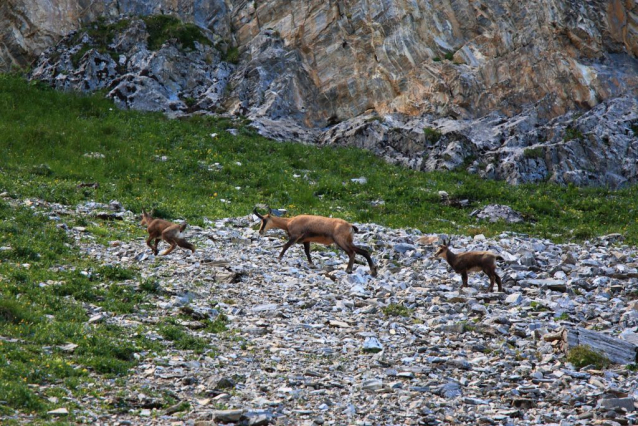 Salcburská salašnická cesta / Salzburger Almenweg