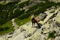 Kamzíci, kozy, kozorožci