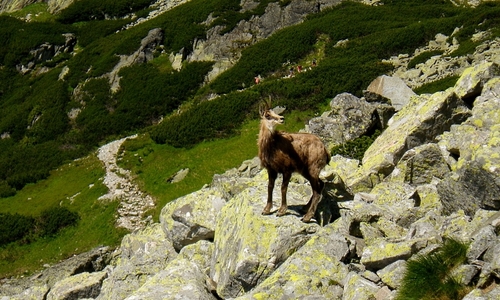 Kamzíci, kozy, kozorožci