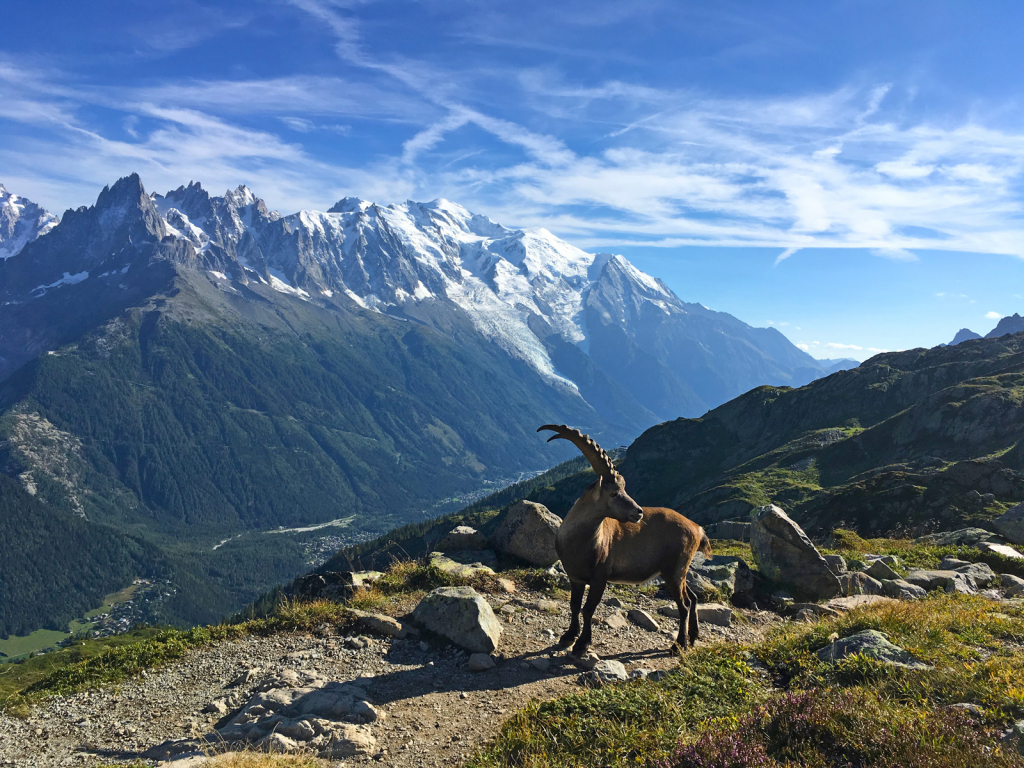 Kozorožec na turistické cestě nad Chamonix.