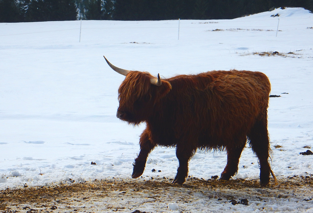 Odolný skotský dobytek žije celoročně na Klínovkách v Krkonoších.