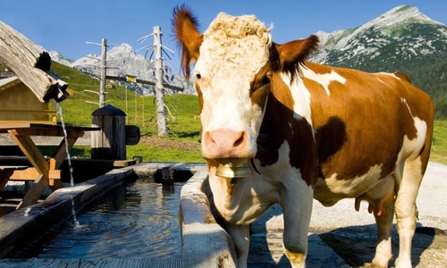 Salašnické léto u Salcburku Salašnické léto u Salcburku