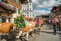 Shánění z pastvin Almabtrieb v Tyrolsku
