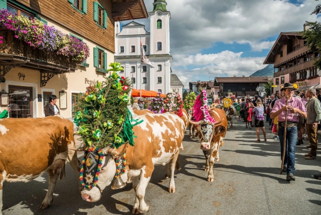 Almabtrieb - shánění krav z Kitzbühelských Alp