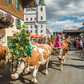 Shánění z pastvin Almabtrieb v Tyrolsku