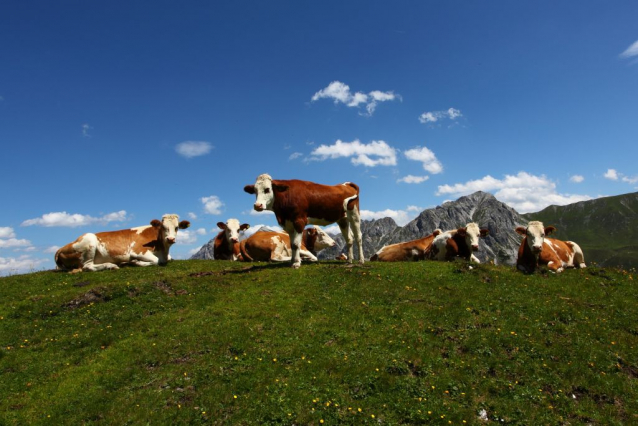 Sauerkäse auf den Almen im Grossarltal