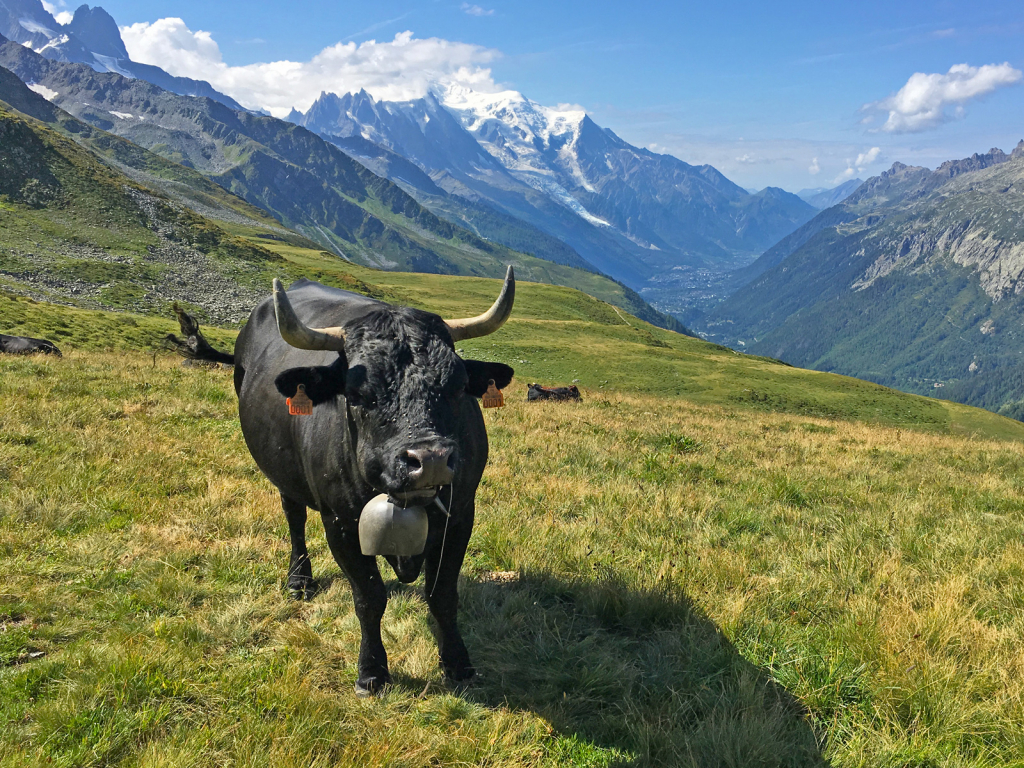 Kráva se pase pod Mont Blanc.