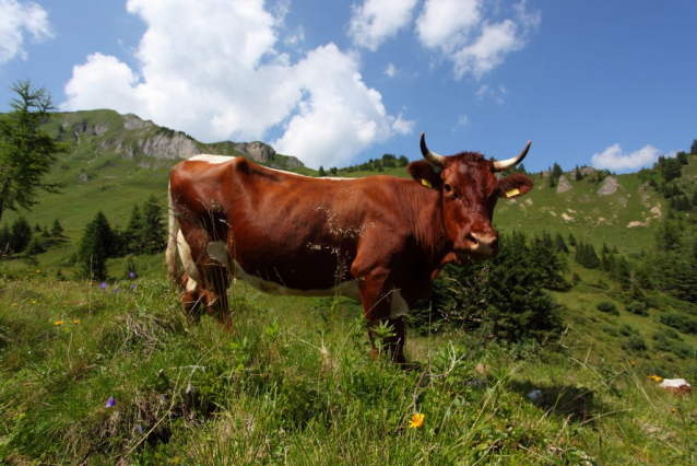 Sauerkäse auf den Almen im Grossarltal