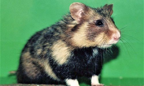 Křečků je málo, pane prezidente Křečků je málo, pane prezidente