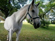 Podviní - park na libeňské periferii