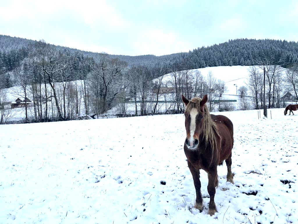 Koně v údolí Léskové, Beskydy.
