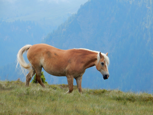 Salcburská salašnická cesta / Salzburger Almenweg