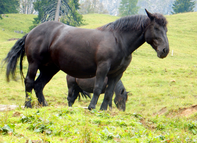 Salcburská salašnická cesta / Salzburger Almenweg