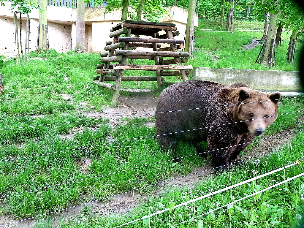 Medvěd Vojta na Městské hoře v Berouně.