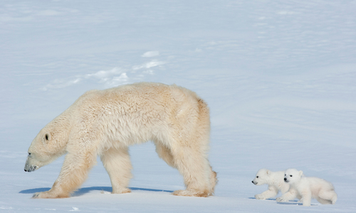Pokuta 30 000 Kč padla kvůli zastřelení ledního medvěda v Norsku Pokuta 30 000 Kč padla kvůli zastřelení ledního medvěda v Norsku