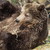 Medvědí les Arbesbach slouží jako útulek pro vysloužilé medvědy