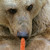 Medvědí les Arbesbach slouží jako útulek pro vysloužilé medvědy