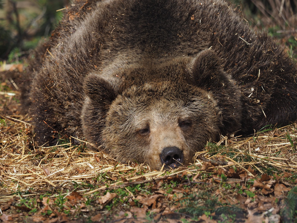 Medvěd Brumca spokojeně usnul.
