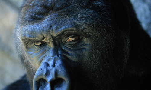 Tři nové pavilony v ZOO Tři nové pavilony v ZOO