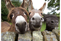 Počet zemědělců ve Švýcarsku rychle klesá Počet zemědělců ve Švýcarsku rychle klesá