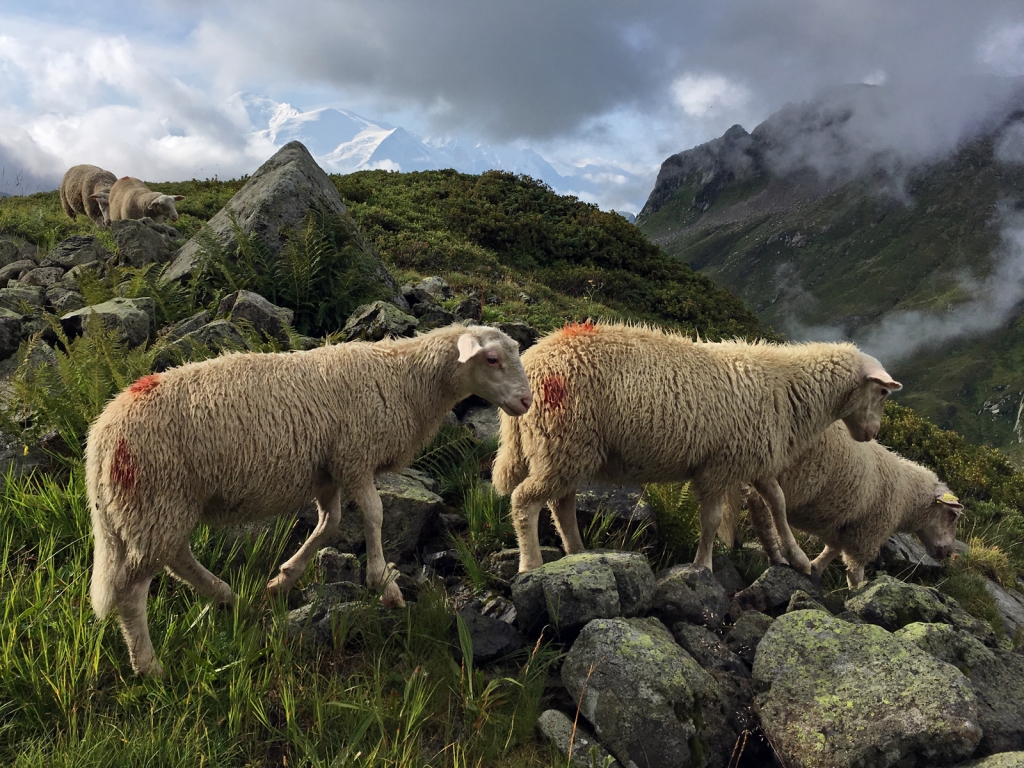 Ovce pod Mont Blanc.