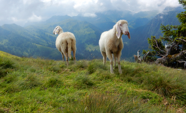 Salcburská salašnická cesta / Salzburger Almenweg