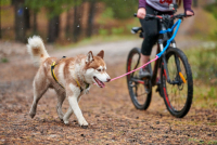 Jízda na kole se psy: Co (ne)dělat?