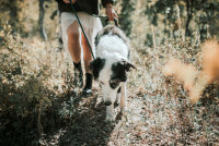 Petsitting vs. hotel pro psy: Která služba je pro vašeho mazlíčka lepší?