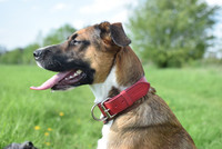 Obojek pro psa vyberte uvážlivě Obojek pro psa vyberte uvážlivě