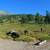Korsická prasata v Col de Vergio Korsická prasata v Col de Vergio