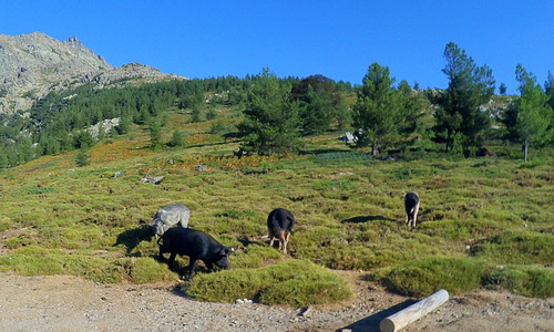 Korsická prasata v Col de Vergio