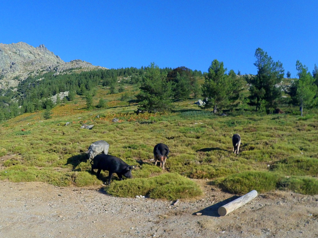 Korsická prasata v Col de Vergio