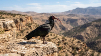 Ibis National Bird of Morocco