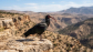 Ibis National Bird of Morocco