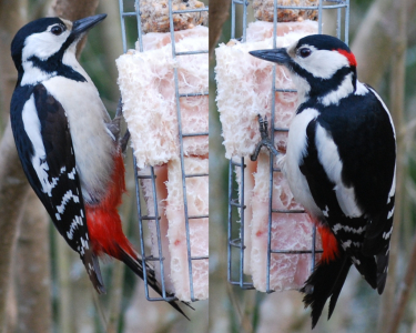 Spotted Woodpecker in Western Bohemia, Europe