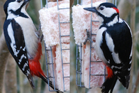 Spotted Woodpecker in Western Bohemia, Europe Spotted Woodpecker in Western Bohemia, Europe
