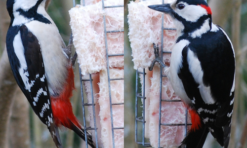 Spotted Woodpecker in Western Bohemia, Europe