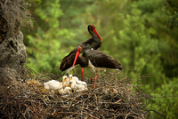 Kletterverbot in Elbsandstein Kletterverbot in Elbsandstein