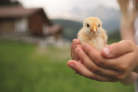 Zdobení velikonočních vajec na farmách v Dolomitech