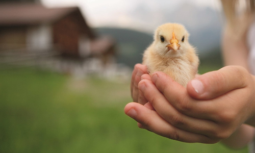 Zdobení velikonočních vajec na farmách v Dolomitech Zdobení velikonočních vajec na farmách v Dolomitech