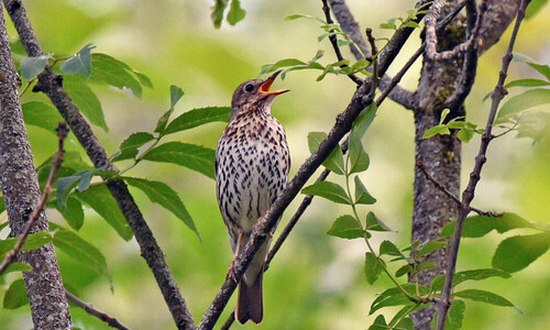 Zadělávané drozdy od nejslavnější české kuchařky Zadělávané drozdy od nejslavnější české kuchařky