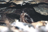 Benachrichtigung für die Kletterer und Erstbegeher im Elbtal Benachrichtigung für die Kletterer und Erstbegeher im Elbtal