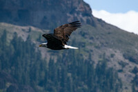 Albánie: země orlů a mercedesů Albánie: země orlů a mercedesů